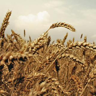 Kostenloses Wheat field Wallpaper für iPad 3