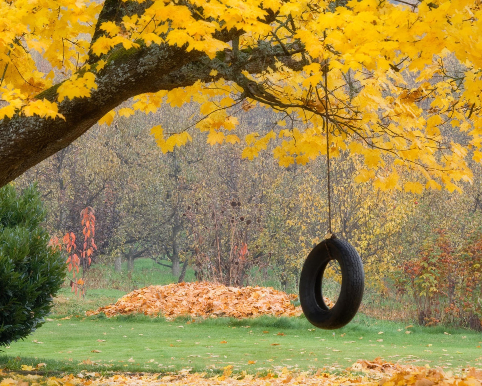 Tire Swing screenshot #1 1600x1280