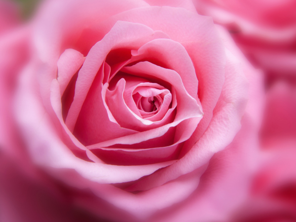 Das Pink Rose Macro Wallpaper 1024x768