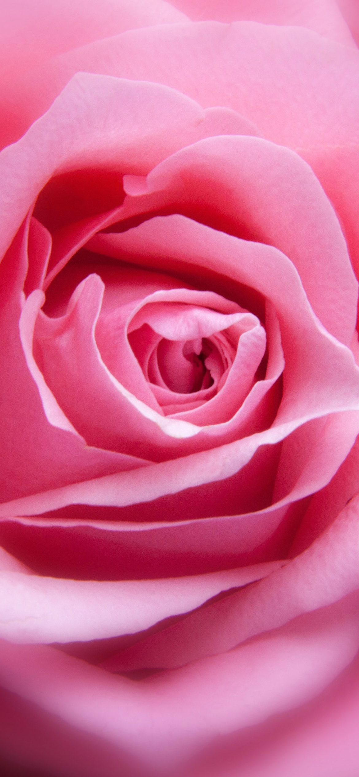 Обои Pink Rose Macro 1170x2532