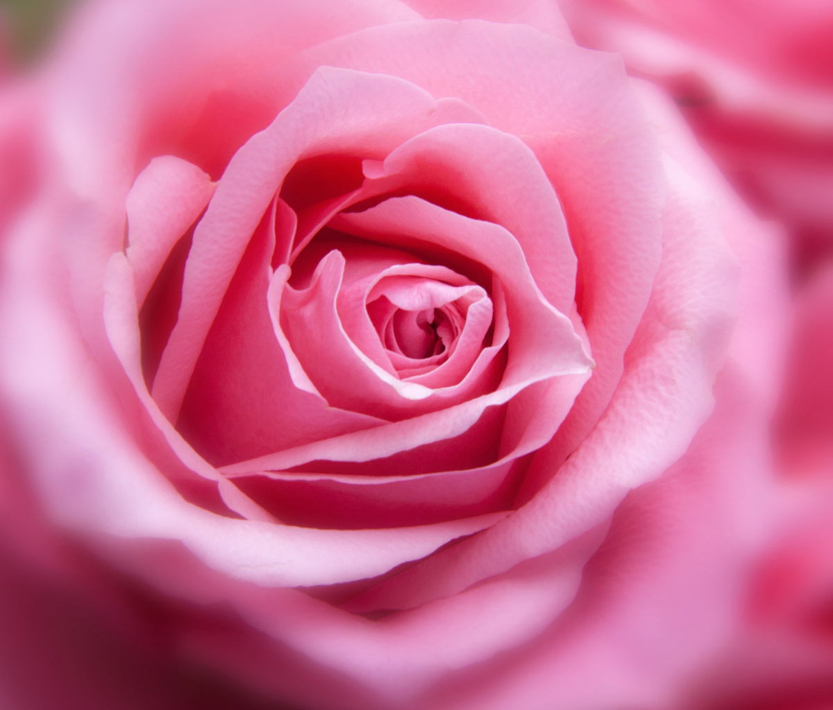 Pink Rose Macro wallpaper 1200x1024