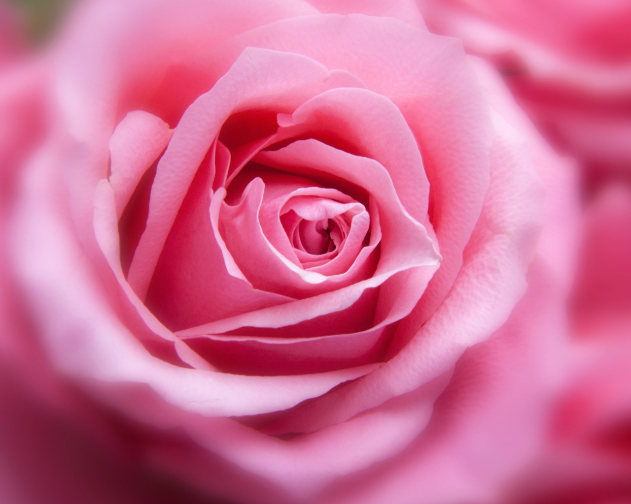 Das Pink Rose Macro Wallpaper 1280x1024