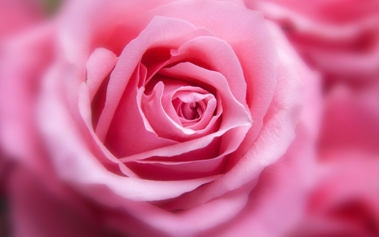 Sfondi Pink Rose Macro 1280x800