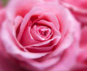 Fondo de pantalla Pink Rose Macro 176x144