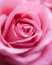 Sfondi Pink Rose Macro 176x220