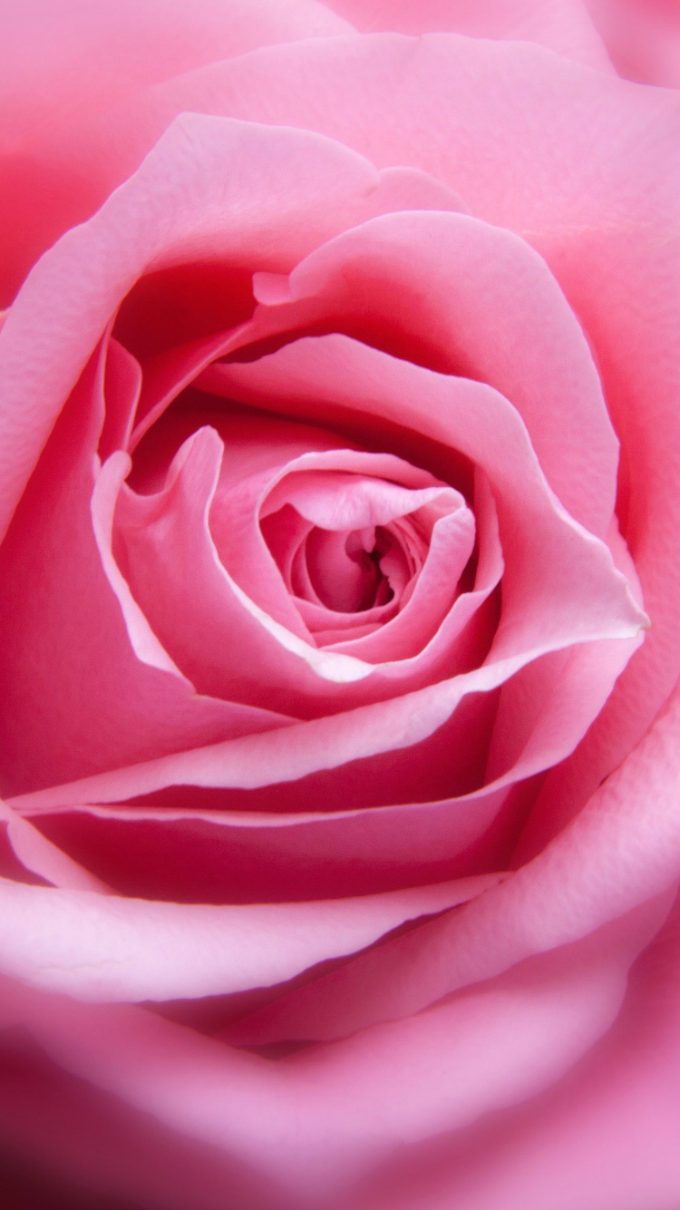 Pink Rose Macro wallpaper 750x1334