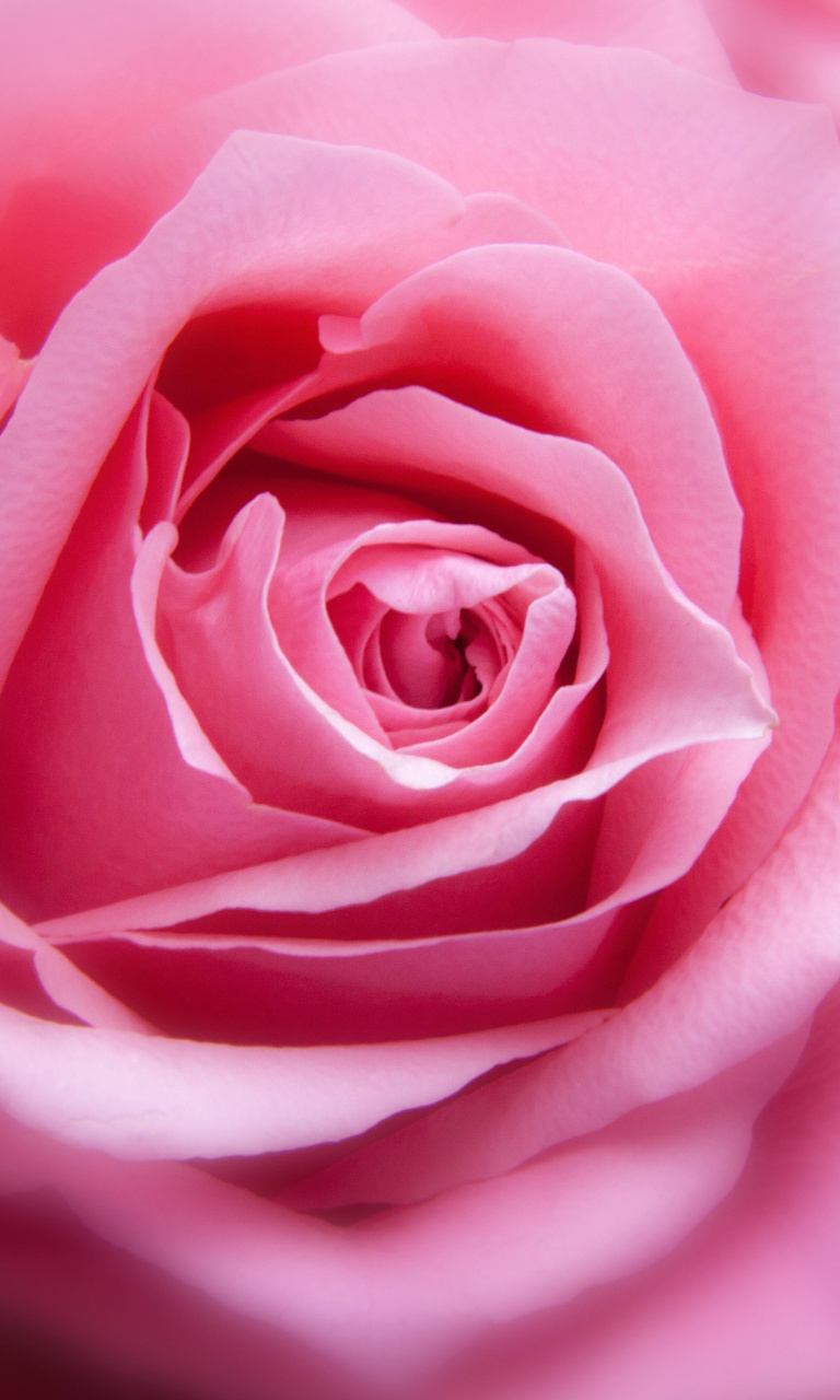 Sfondi Pink Rose Macro 768x1280