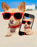 Fondo de pantalla Chihuahua with mobile phone 128x160