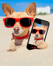 Chihuahua with mobile phone screenshot #1 176x220