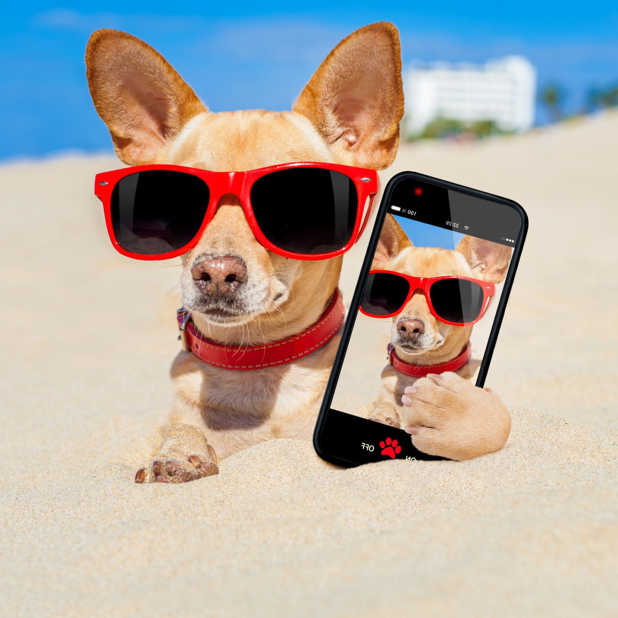 Обои Chihuahua with mobile phone 2048x2048