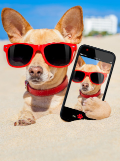 Chihuahua with mobile phone screenshot #1 240x320