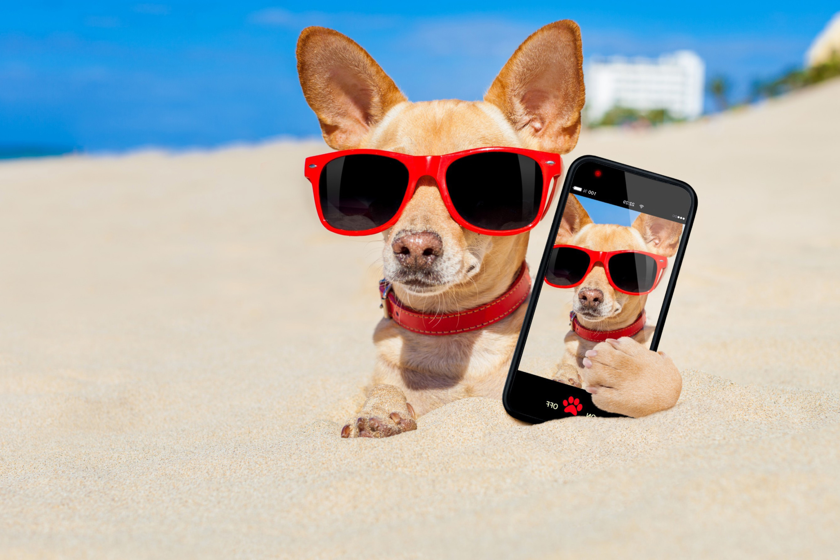 Chihuahua with mobile phone screenshot #1 2880x1920