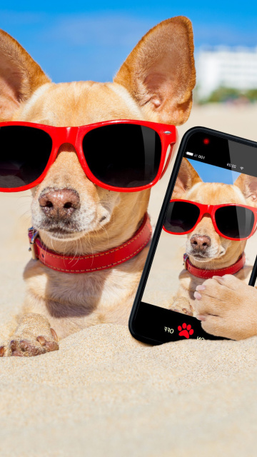 Обои Chihuahua with mobile phone 360x640