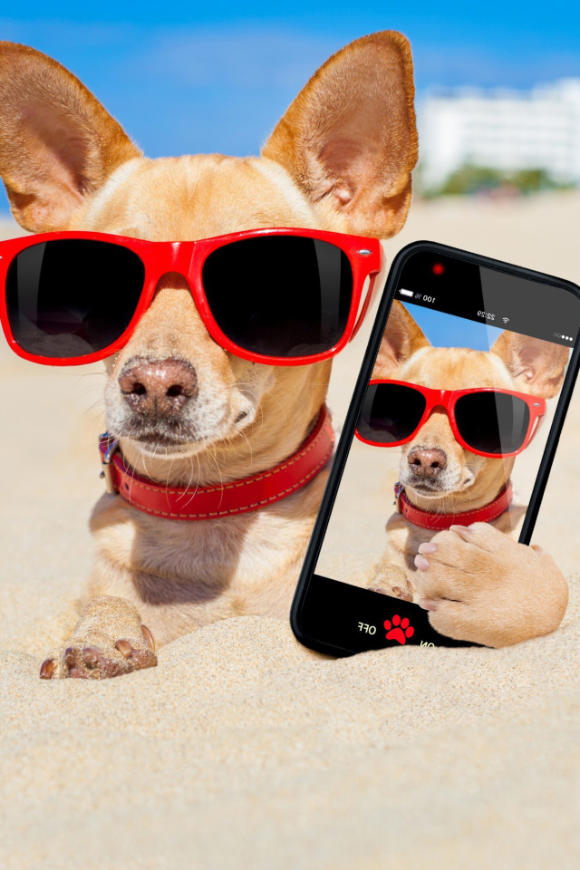 Chihuahua with mobile phone screenshot #1 640x960