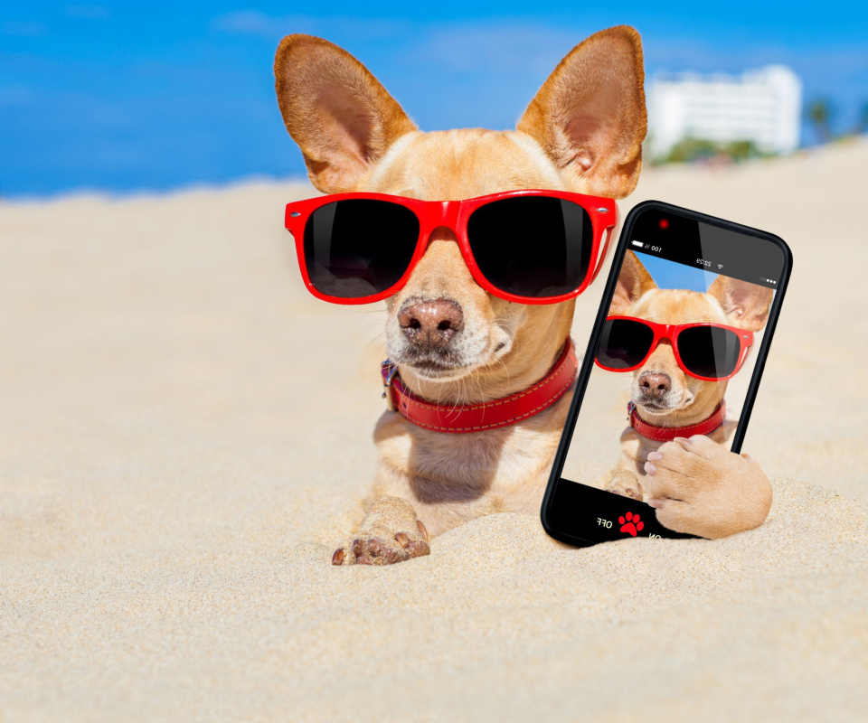 Chihuahua with mobile phone screenshot #1 960x800