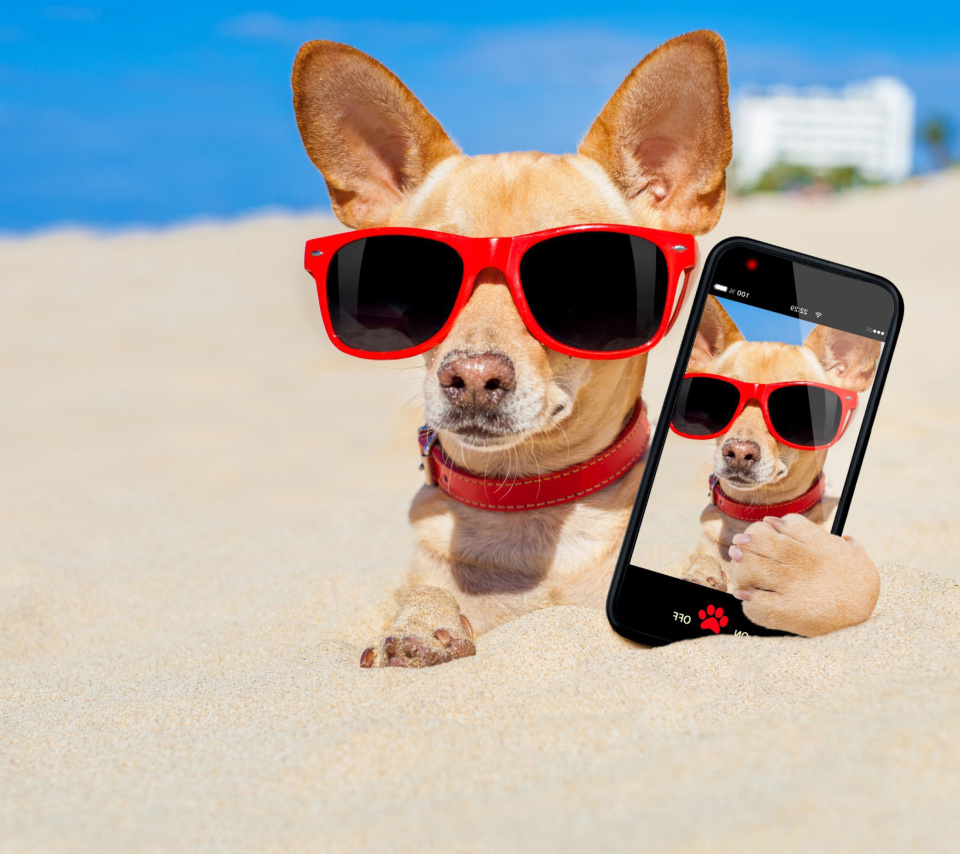 Обои Chihuahua with mobile phone 960x854