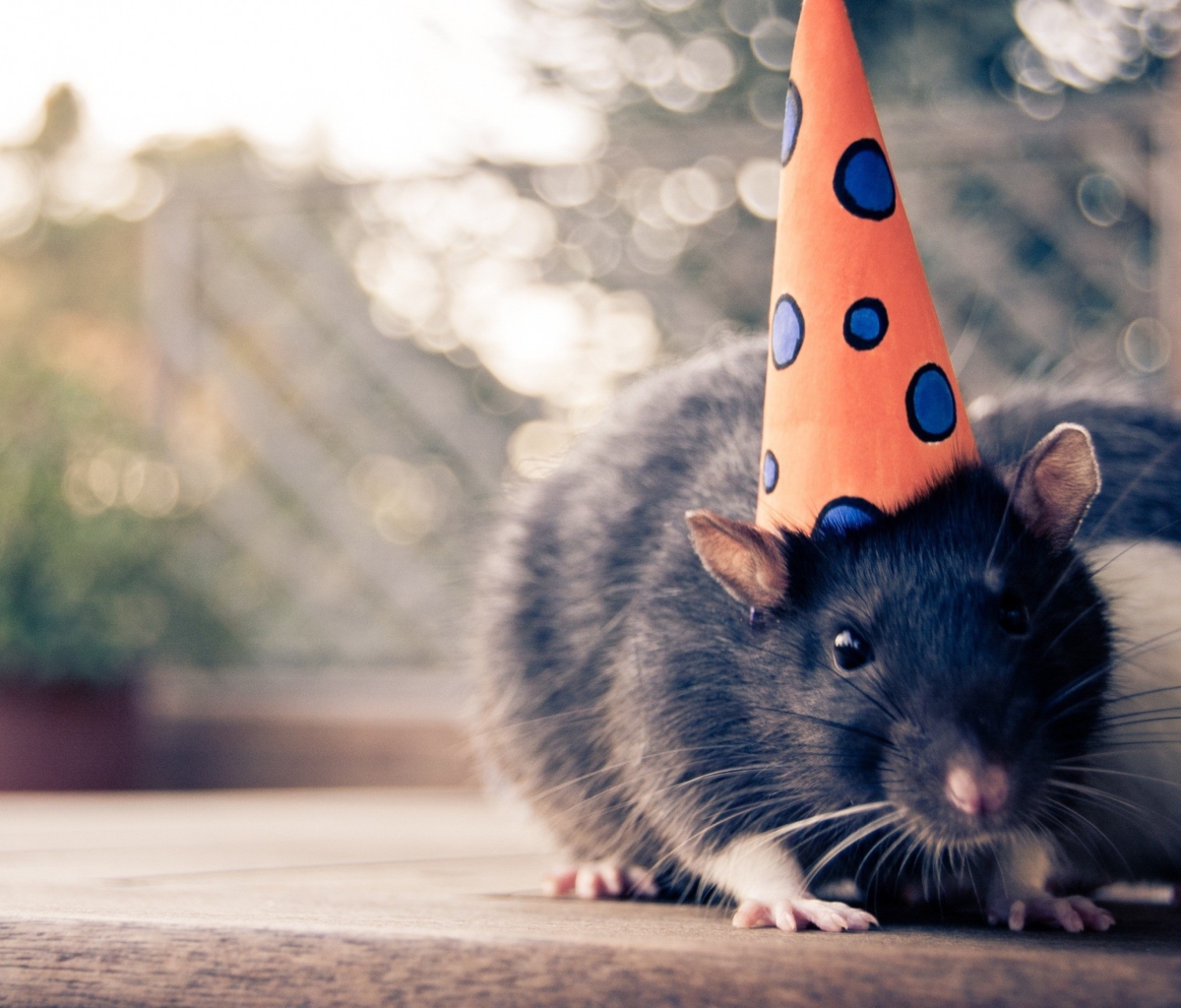 Party Mouse screenshot #1 1200x1024