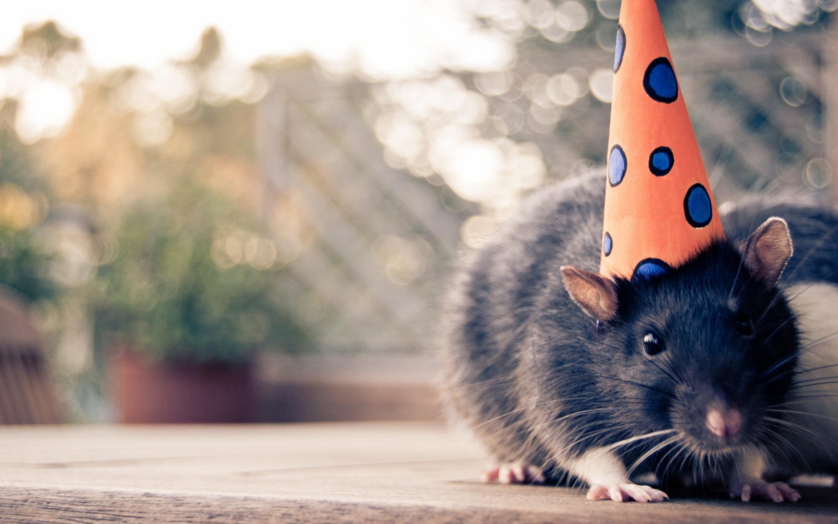 Party Mouse wallpaper 1680x1050