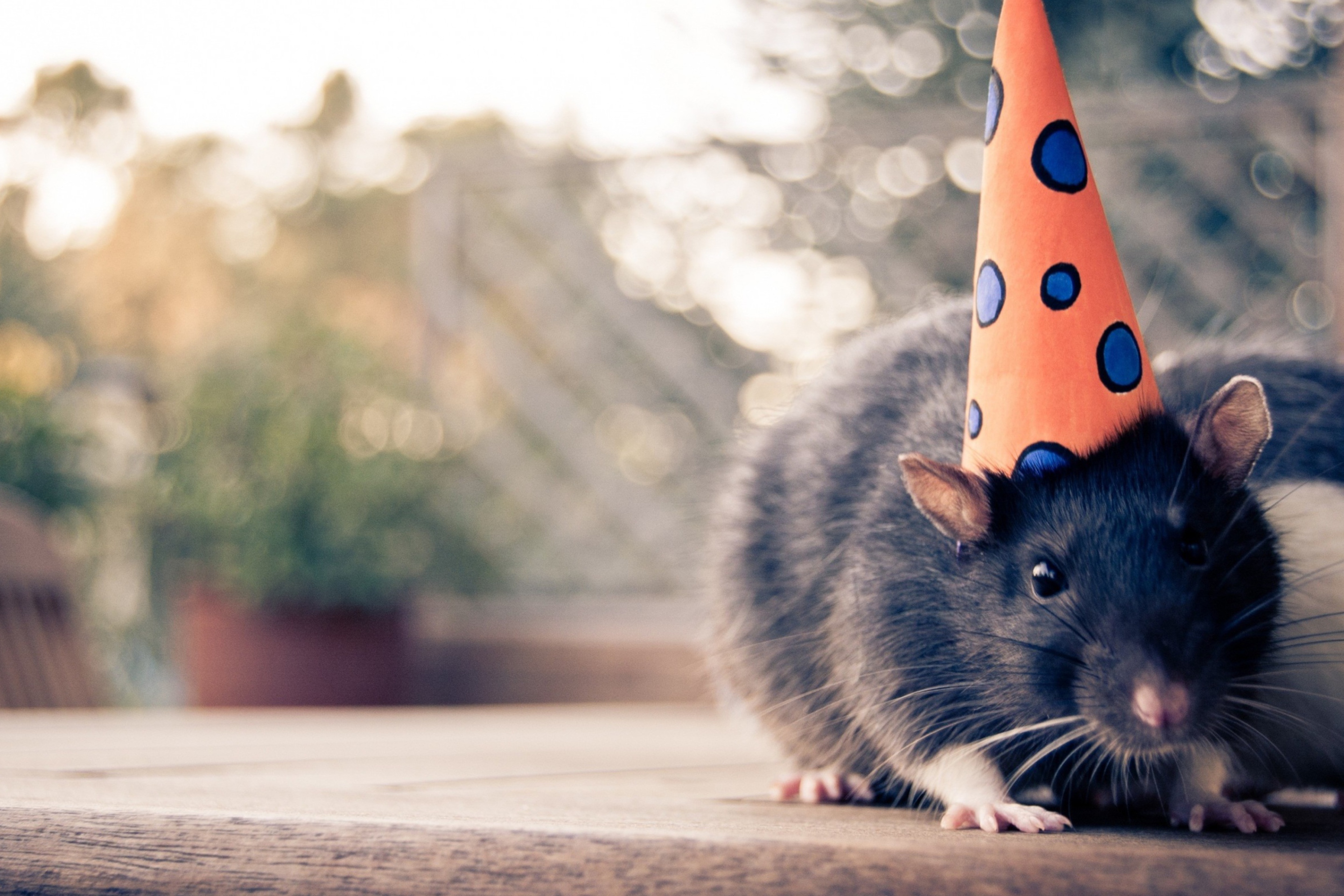Party Mouse wallpaper 2880x1920