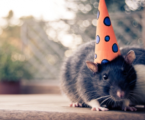 Party Mouse wallpaper 480x400