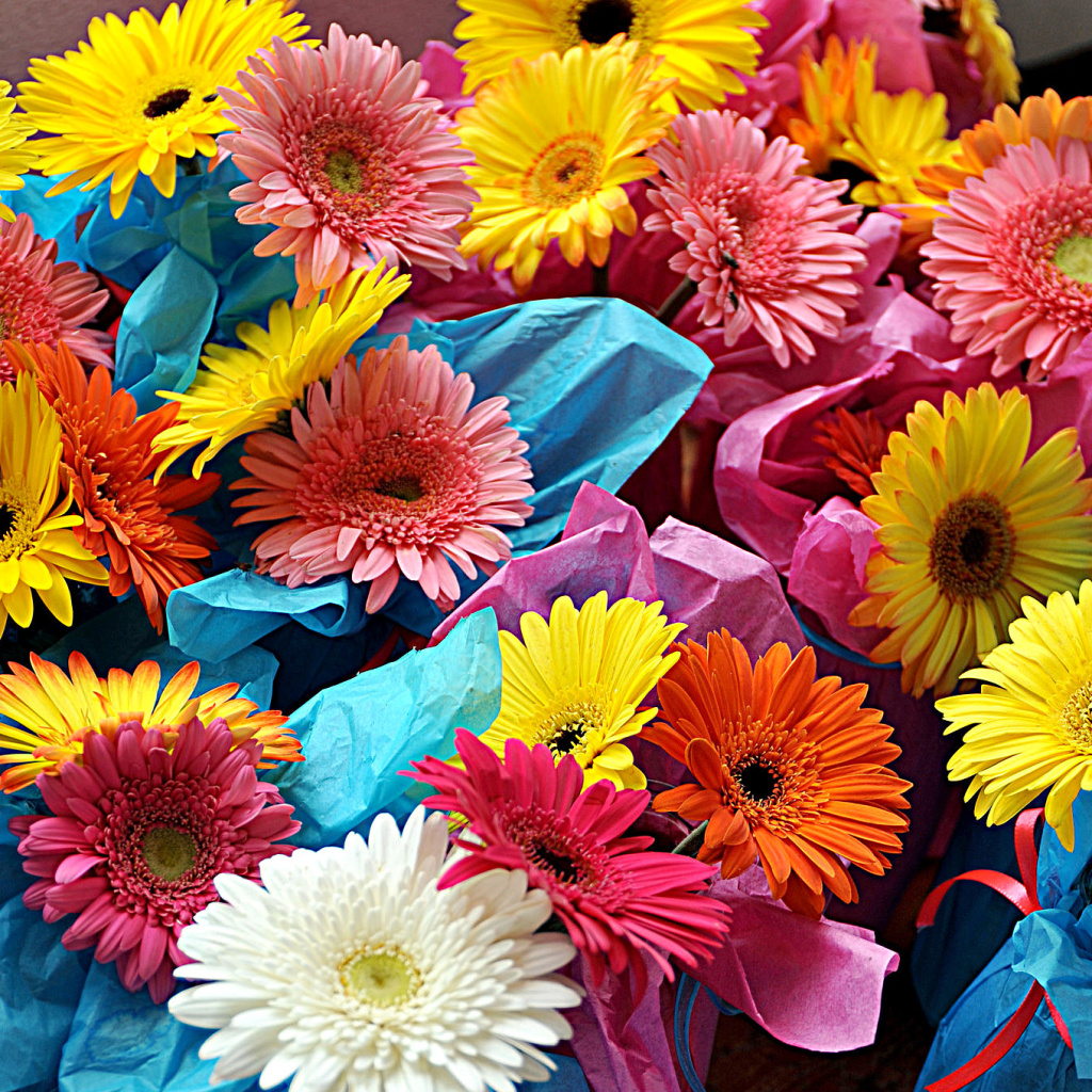 Fondo de pantalla Bouquet of Gerberas 1024x1024