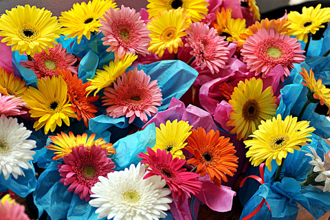 Обои Bouquet of Gerberas 480x320