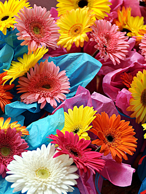 Обои Bouquet of Gerberas 480x640