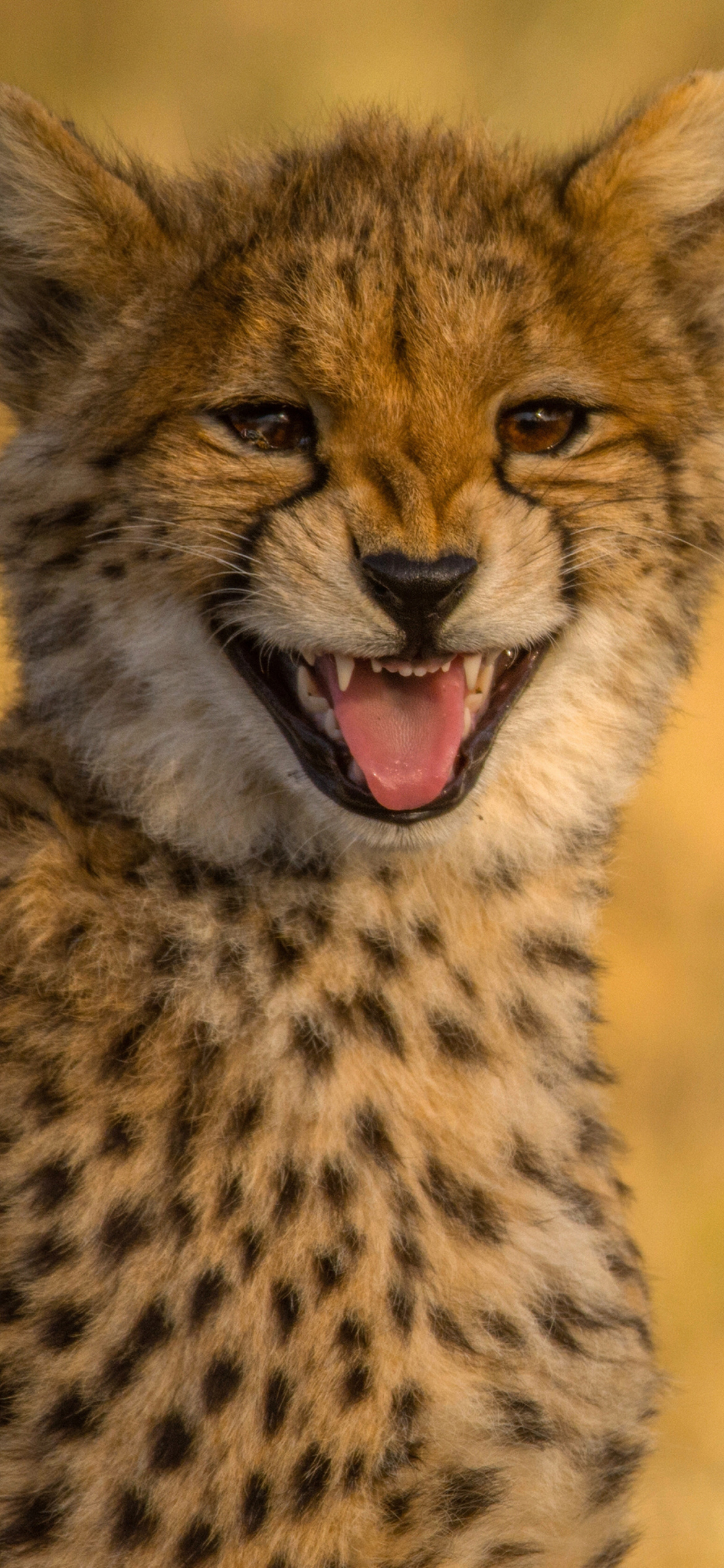 Fondo de pantalla Cheetah in Kafue National Park 1170x2532