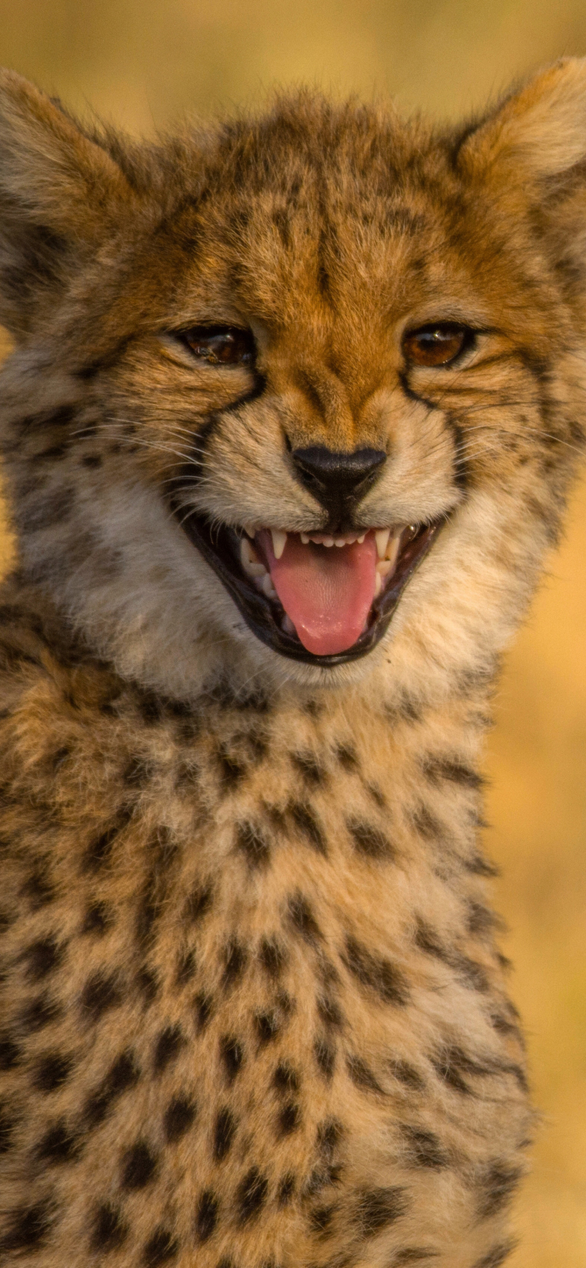 Cheetah in Kafue National Park wallpaper 1170x2532