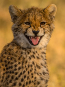 Cheetah in Kafue National Park wallpaper 132x176