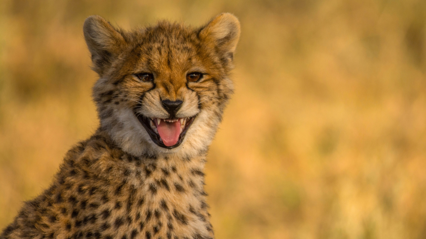 Обои Cheetah in Kafue National Park 1366x768