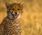 Screenshot №1 pro téma Cheetah in Kafue National Park 176x144