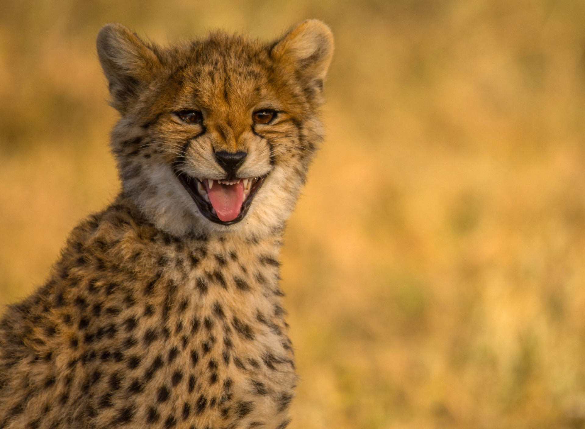 Cheetah in Kafue National Park wallpaper 1920x1408