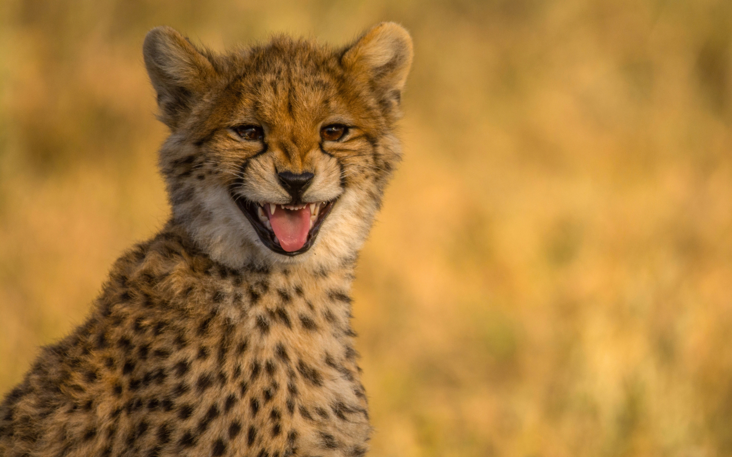 Обои Cheetah in Kafue National Park 2560x1600
