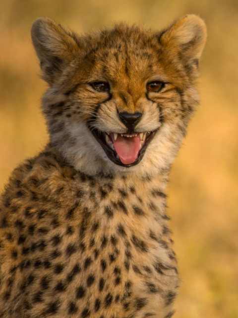 Das Cheetah in Kafue National Park Wallpaper 480x640
