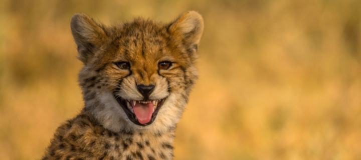 Das Cheetah in Kafue National Park Wallpaper 720x320