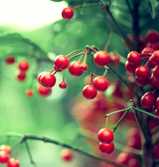 Free Wild Berries Picture for iPad Air
