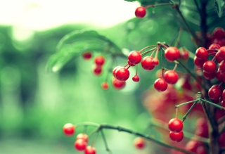 Wild Berries Background for Samsung P1000 Galaxy Tab