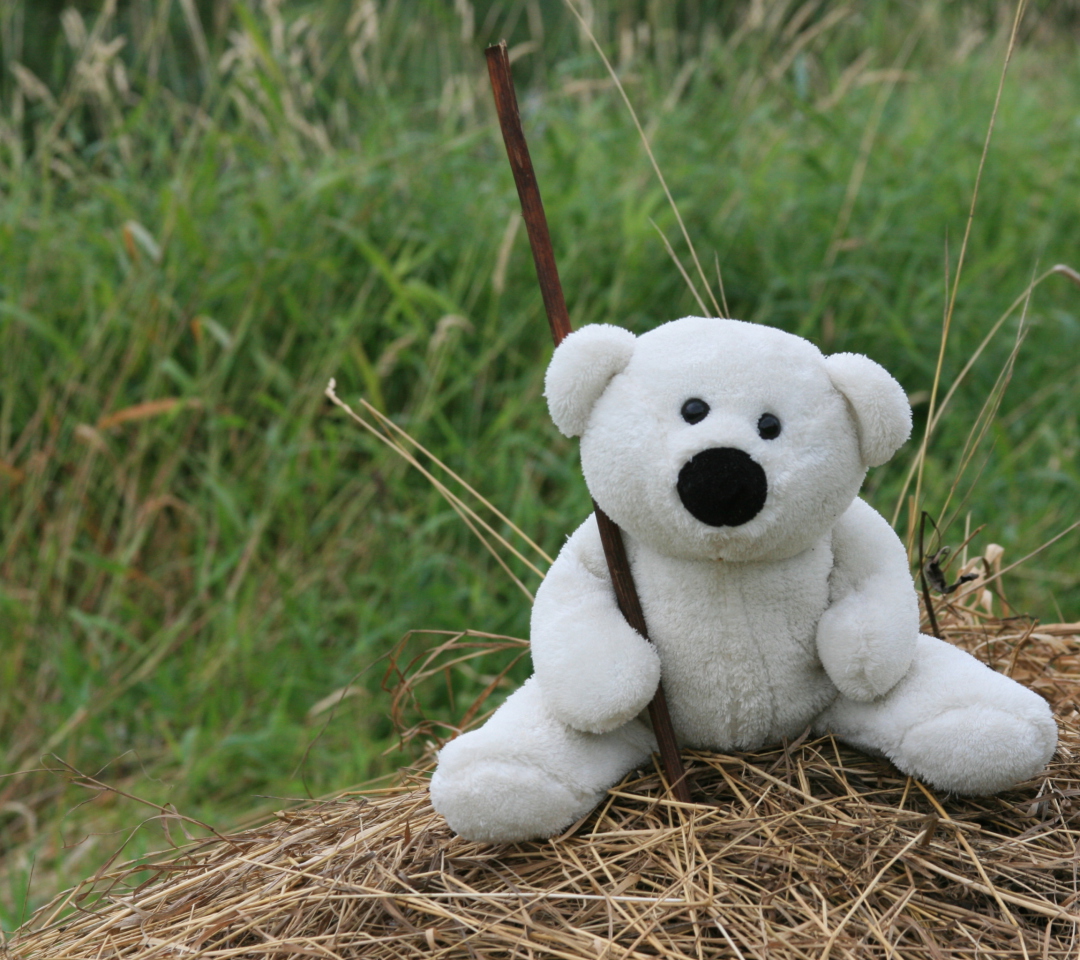 Обои White Teddy Bear 1080x960