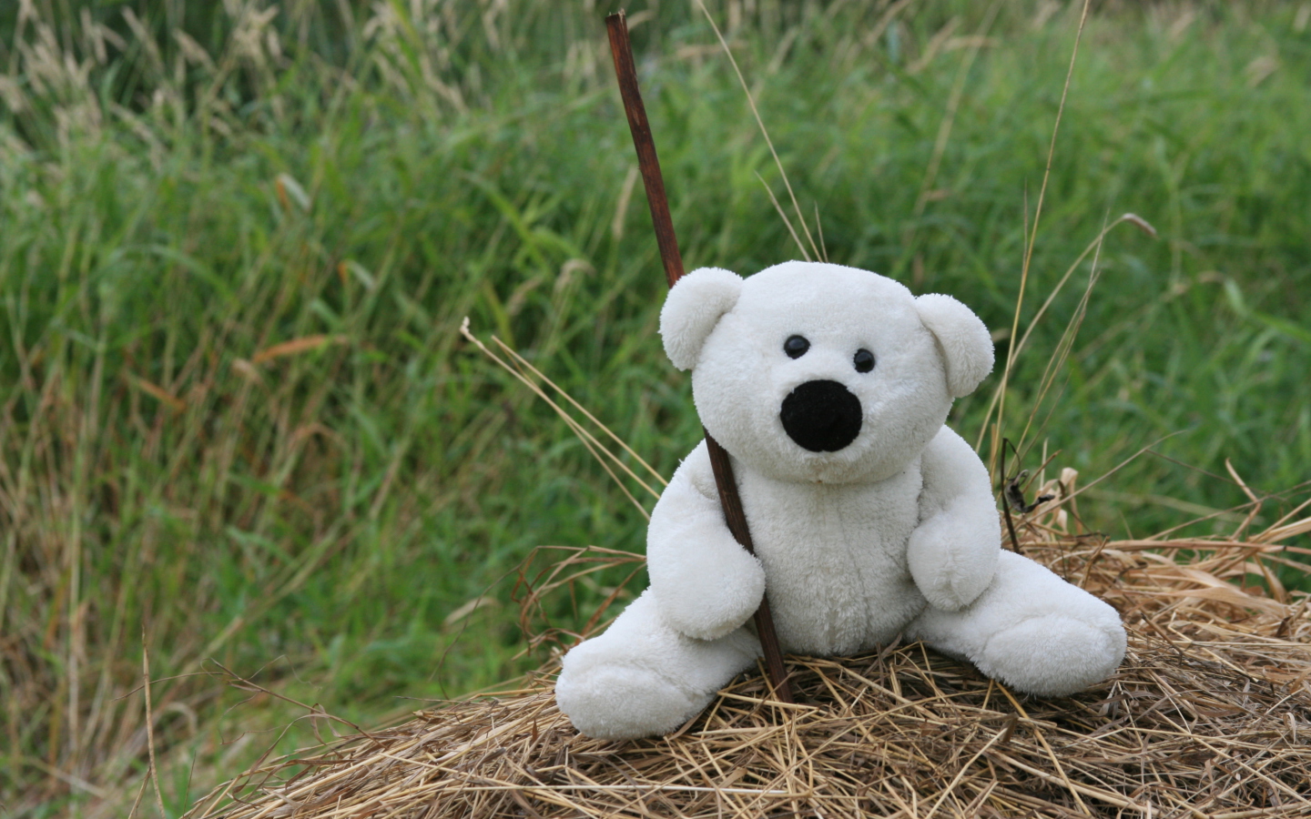 Обои White Teddy Bear 1440x900