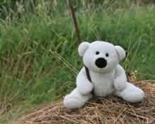 Das White Teddy Bear Wallpaper 220x176