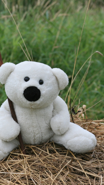 Обои White Teddy Bear 360x640