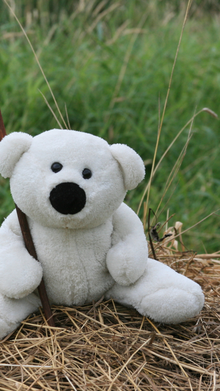 Обои White Teddy Bear 750x1334