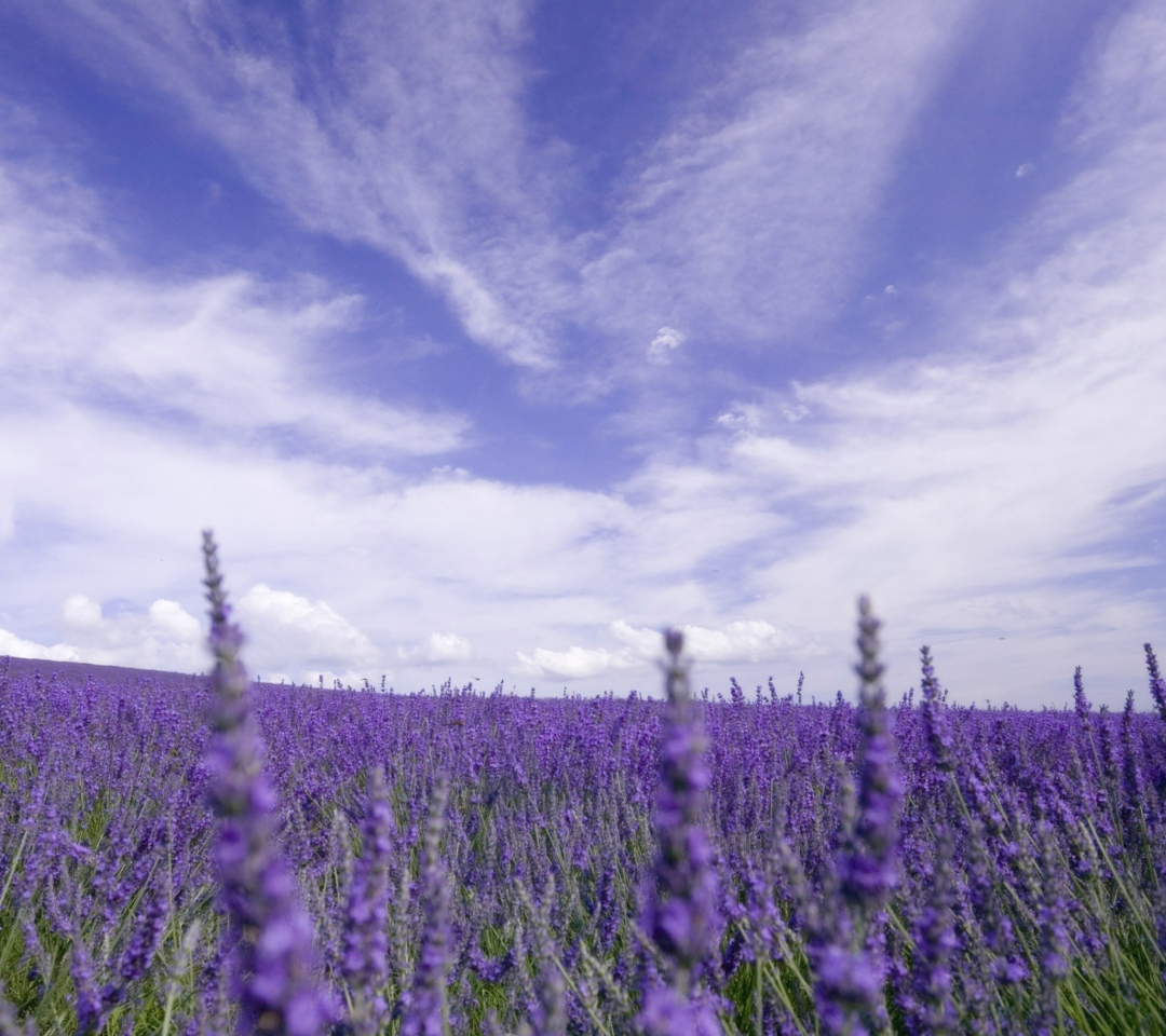 Lavender Field wallpaper 1080x960