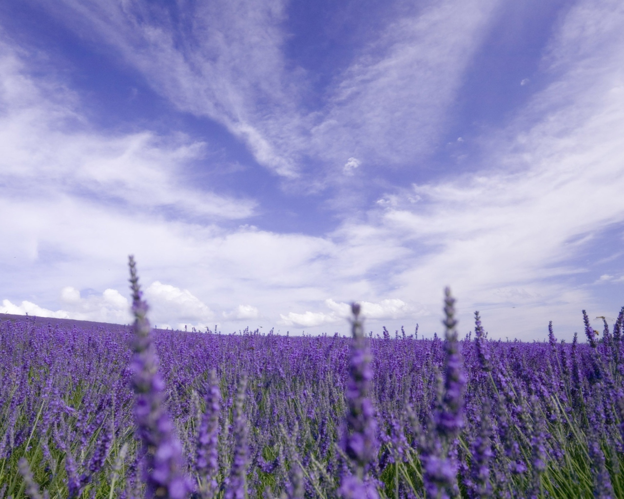 Screenshot №1 pro téma Lavender Field 1280x1024