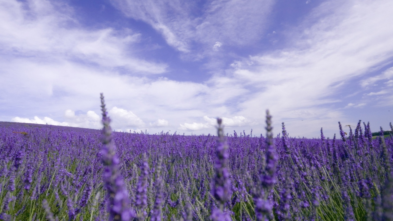 Lavender Field screenshot #1 1280x720