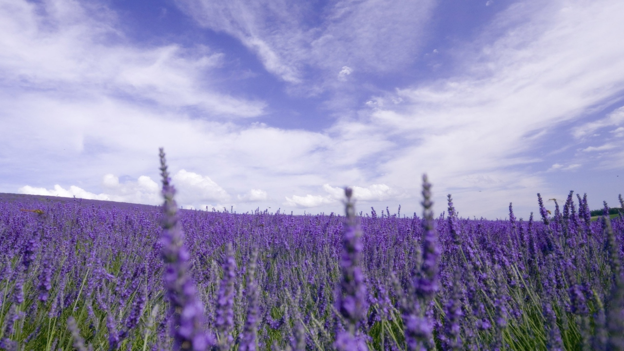 Lavender Field wallpaper 1280x720