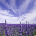 Lavender Field screenshot #1 128x128