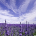 Das Lavender Field Wallpaper 128x128