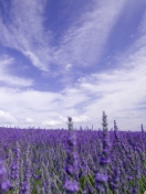 Sfondi Lavender Field 132x176